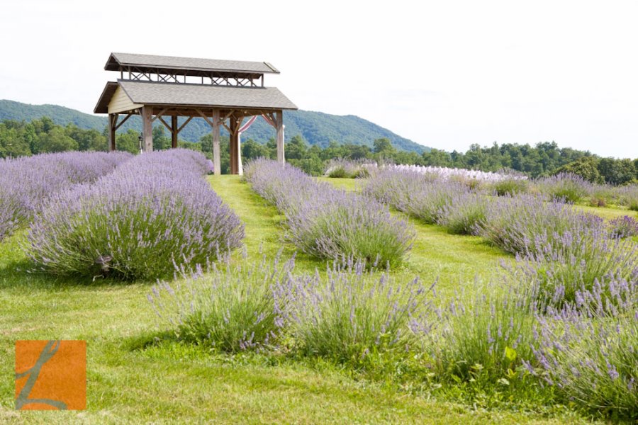 Lavender Festival Step Into Blacksburg